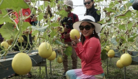 Desa Wisata Kebon Ayu, Golden Melon di Lombok Barat - GenPI.co NTB