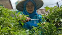 Program BRInita Berhasil Jadikan Kelurahan Padjajaran Bandung Penerapan Urban Farming - GenPI.co NTB