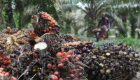 Kabar Gembira untuk Petani, Harga Kelapa Sawit Naik - GenPI.co Riau