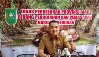 Larangan Ekspor Bikin Harga Minyak Sawit Mentah Naik - GenPI.co Riau