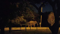 Gajah Sumatera Masuk Kawasan Pertamina Hulu Rokan - GenPI.co Riau