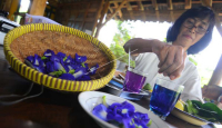 3 Khasiat Kesehatan Bunga Telang, Bagus untuk Diabetesi! - GenPI.co Riau