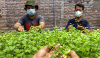3 Manfaat Daun Mint untuk Kesehatan Tubuh, Wanita Pasti Suka - GenPI.co Riau