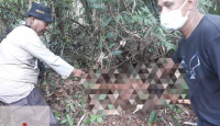 Seorang Wanita Diserang Harimau, BBKSDA Riau Pasang Perangkap - GenPI.co Riau