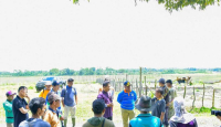 Ternak Mati Mendadak di Kampar Bertambah, Total 120 Kerbau - GenPI.co Riau