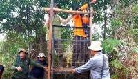 Umpan Habis, Kotak Jebakan BBKSDA Riau Gagal Tangkap Harimau - GenPI.co Riau