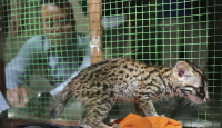 Temukan Macan Akar, Warga Pelalawan Serahkan ke BBKSDA Riau - GenPI.co Riau