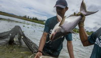 Top! Bisnis Ikan Patin dari Kampar Dipromosikan ke Arab Saudi - GenPI.co Riau