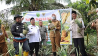 Melimpah! Kelompok Tani Nanas Madu di Indragiri Hulu Panen Raya - GenPI.co Riau