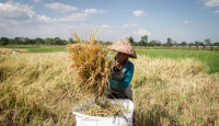 BPS: Riau Rentan Pangan Saat Ada Ancaman Krisis Global - GenPI.co Riau