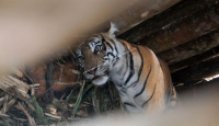 Harimau Berkeliaran di Siak, 2 Sapi Milik Karyawan PTPN V Dimangsa - GenPI.co Riau