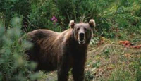 Beruang Liar Terekam Kamera Masuk Perkebunan Warga di Rohil - GenPI.co Riau