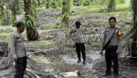 Dugaan Harimau Berkeliaran di Siak, BBKSDA Riau Turunkan Tim - GenPI.co Riau