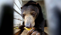 BBKSDA Riau Evakuasi Beruang Madu Meresahkan Warga di Inhu - GenPI.co Riau