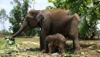 Bayi Gajah Sumatera Lahir di Pelalawan, Beratnya 90 Kilogram - GenPI.co Riau