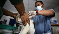 6 Orang Digigit Hewan Penular Rabies di Siak, Korban Ada yang Bocah - GenPI.co Riau
