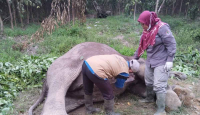 BBKSDA Riau Ambil Sampel Organ Gajah Sumatera Mati untuk Diuji di Laboratorium - GenPI.co Riau