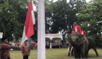 Latihan Setengah Hari, Gajah Sumatera Sukses Bantu Pengibaran Bendera di Riau - GenPI.co Riau