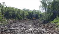 22,5 Ribu Hektare Potensi Mangrove di Sulsel Rusak, Astaga - GenPI.co Sulsel