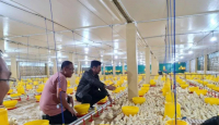 Gowa Jadi Kabupaten Pengembangan Peternakan Ayam Broiler, Mantap - GenPI.co Sulsel