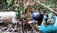 Dramatis! Penyelamatan Babi Langka Paling Dilindungi di Indonesia Hampir Mati - GenPI.co Sultra