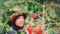 Rahmah, Wanita Sukses Binaan UMKM BRI Populerkan Kopi Gayo di Amerika Serikat - GenPI.co Sultra