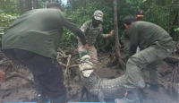 Buaya Tangkapan Warga Konawe Selatan Dievakuasi Petugas BKSDA, Begini Nasibnya - GenPI.co Sultra