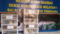 Penyelundupan Puluhan Burung Endemik Maluku Digagalkan BKSDA Sultra - GenPI.co Sultra