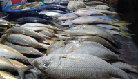 Harga Ikan di Pasar Kendari Jelang Iduladha 2022 - GenPI.co Sultra