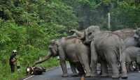 Cegah Konflik, Evakuasi Gajah Liar di OKU Selatan Dipercepat - GenPI.co Sumsel