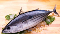 3 Manfaat Ikan Cakalang, Penyuka Masakan Manado Kumpul - GenPI.co Sumsel