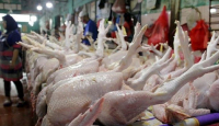 Duh, Harga Daging Ayam Potong di Medan Rp42 Ribu - GenPI.co Sumut