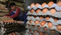 Pak Wali Kota, Harga Telur Ayam Ras di Medan Naik - GenPI.co Sumut