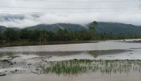 Banjir Tapsel, 30 Hektare Sawah Berubah Jadi Danau - GenPI.co Sumut