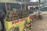 Tips Menyimpan Durian agar Rasanya Tidak Berubah, Simak Ya! - GenPI.co