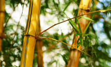 Bambu Kuning dan Pohon Kelor Ampuh Jadi Penangkal Ilmu Hitam Alami - GenPI.co