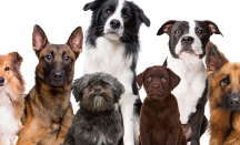 Jawab Gibran, DMFI Kuak Solusi Soal Perdagangan Daging Anjing - GenPI.co