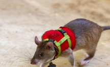 Tikus dengan Tas Ransel Mini, Dilatih Lakukan Tugas Penting - GenPI.co