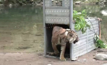 2 Harimau Dilepasliarkan di TNKS Kerinci Seblat, Ini Alasannya - GenPI.co