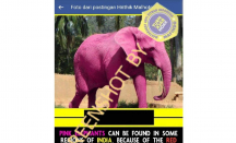 Ini True Story Gajah Pink yang Viral di Jagat Maya - GenPI.co