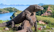 Gaduh Kenaikan Harga Tiket Pulau Komodo, Wisata Lokal Terdampak? - GenPI.co