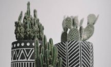 Jenis-jenis Kaktus yang bisa jadi Dekorasi Rumah, Mudah Dirawat Pula! - GenPI.co