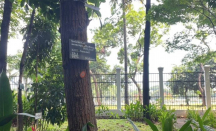 Pohon Mahoni Jadi Saksi Cintaku dengan Aldo - GenPI.co
