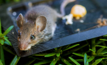 Jijay! Tikus Jamah Ayam Goreng, Warung Makan Ditutup - GenPI.co