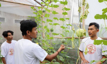 Gandeng Milenial, PMN Dukung Ganjar Gelar Pelatihan Menanam Melon - GenPI.co