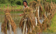 300 Ton Gabah Petani Diterjang Banjir di Aceh Barat, Rugi Rp 1,5 Miliar - GenPI.co