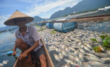15 Ton Ikan Mati di Danau Maninjau Seusai Hujan Lebat di Agam - GenPI.co