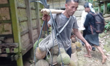 Petani Durian Lebak Banten Panen Melimpah, Ekonomi Meningkat - GenPI.co
