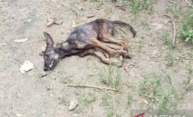11 Anak Menjadi Korban Gigitan Anjing Rabies di TTS - GenPI.co