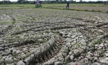 700 Hektare Lahan Sawah Kekeringan di Nagan Raya, Ancam Produksi Padi - GenPI.co